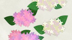 Flower Hydrangea01 Annabelle