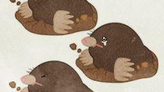 ANIMAL Mole01 02