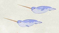 ANIMAL Narwhal01 01