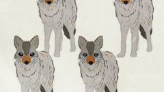 Animal Wolf Coyote01