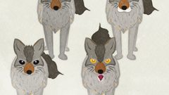 Animal Wolf Coyote02 02