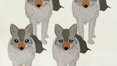 Animal Wolf Coyote02