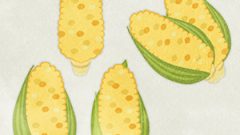 FOOD Vegetable Corn02 01 01