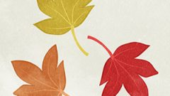 Leaves Dead Leaves Maple05