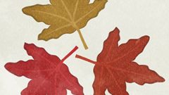 Leaves Dead Leaves Maple06