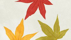 Leaves Dead Leaves Maple07