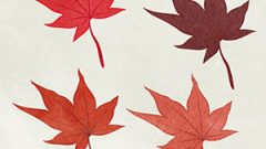 Leaves Dead Leaves Maple12