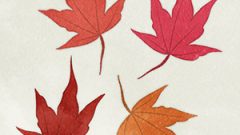 Leaves Dead Leaves Maple13