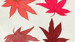 Leaves Dead Leaves Maple14