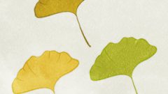 Leaves Dead Leaves Ginkgo01