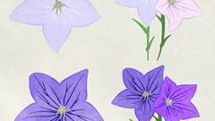 NATURE Flower Bellflower01