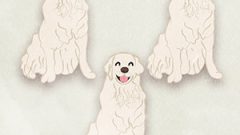 Dog Golden Retriever01 01