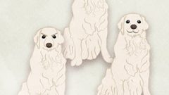 Dog Golden Retriever01 02