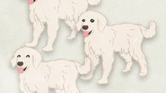 Dog Golden Retriever02 01