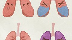 MEDICAL Internal Organs Lung01 Character