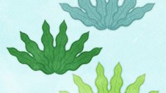 NATURE Wakame01