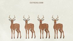 ANIMAL Impala03