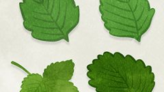 FOOD Strawberry Leaves01 01