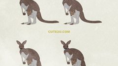 Kangaroo01 Having A Child01 02