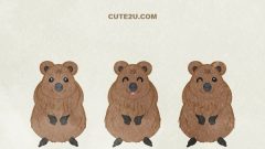 ANIMAL Quokka01 01