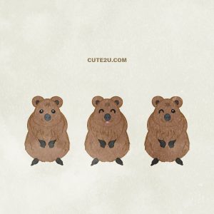 Animal Quokka01 01