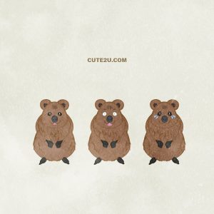Animal Quokka01 02
