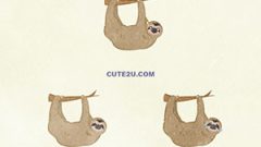 ANIMAL Sloth 01 02