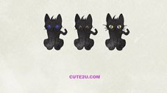 Cat Black Cat02