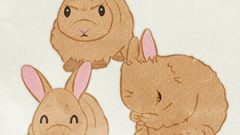 Rabbit Netherland Dwarf02 02