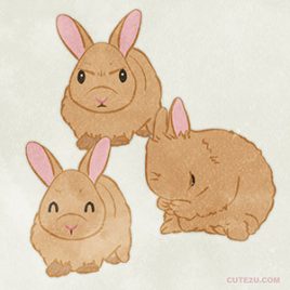 Rabbit Netherland Dwarf02 02