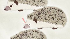 ANIMAL Hedgehog02 02