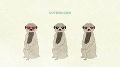 ANIMAL Meerkat01 01