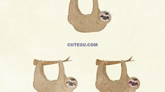 ANIMAL Sloth 01 04 1