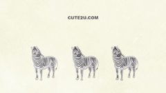 ANIMAL Zebra01 01