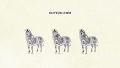 ANIMAL Zebra01 02