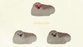 ANIMALS Spotted seal01 03