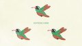 ANIMAL Bird Hummingbird Xantus01 01