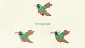ANIMAL Bird Hummingbird Xantus01 03