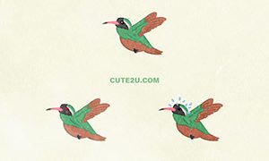 ANIMAL Bird Hummingbird Xantus01 03