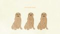 ANIMAL Dog Golden Retriever01 Brown02