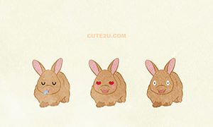 ANIMAL Rabbit Netherland Dwarf02 04