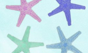 Animals SEA Starfish Shell02 02