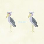 Animals Bird Shoebill02 02