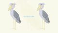 ANIMALS Bird Shoebill02 03