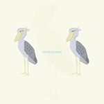Animals Bird Shoebill02 03