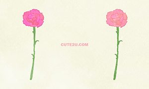 NATURE Flower Carnation01 01