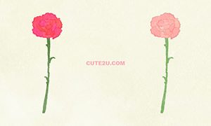 NATURE Flower Carnation01 02