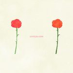 Nature Flower Carnation01 03