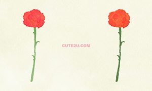 NATURE Flower Carnation01 03