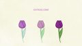 NATURE Flower Tulip03 Purple